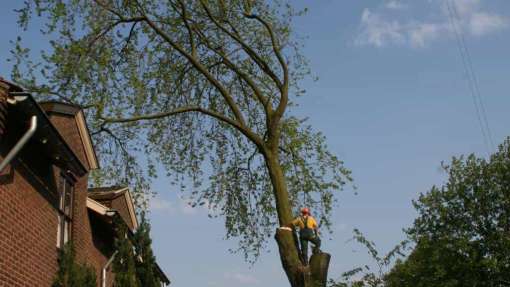 bomen rooien hovenier Halvinkhuizen Hammelsberg Hanendorp Harderwijk Harfsen Harreveld Harselaar Harskamp Hattelaar Hattem Hattemerbroek Heelsum Heelweg Heerde Heerewaarden